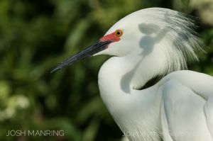 Josh Manring Photographer Decor Wall Art -  Florida Birds Everglades -35.jpg